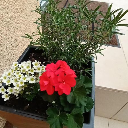 Apartman Sandra -Private Parking And Garden Zadar Dış mekan fotoğraf